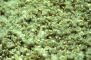 Mycelium Growing on Grain Mycelium Growing on Grain