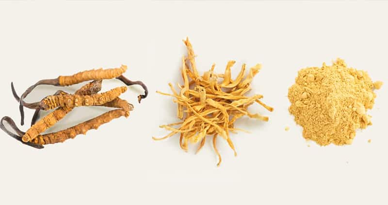 Cordyceps Mushroom Types