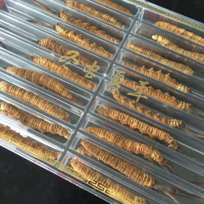 Cultivated Cordyceps sinensis using the Hepialus moth