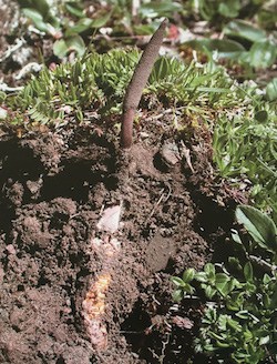Wild Cordyceps sinensis caterpillar and fruiting body