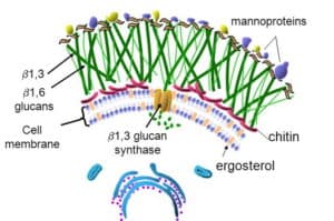 Fungi cell wall