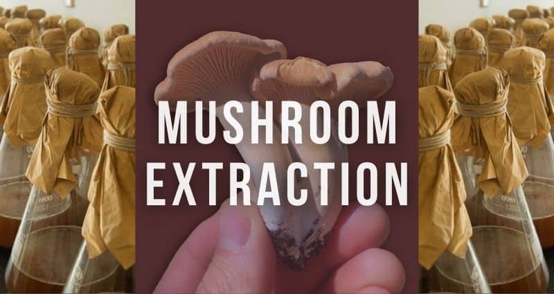 Dual Extraction - Mushrooms