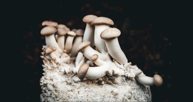 How to Identify Myceliated Grain