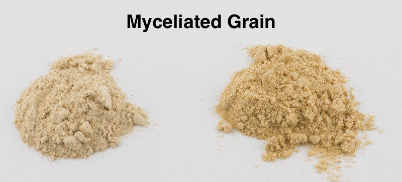 Myceliated grain color comparison on reishi and cordyceps