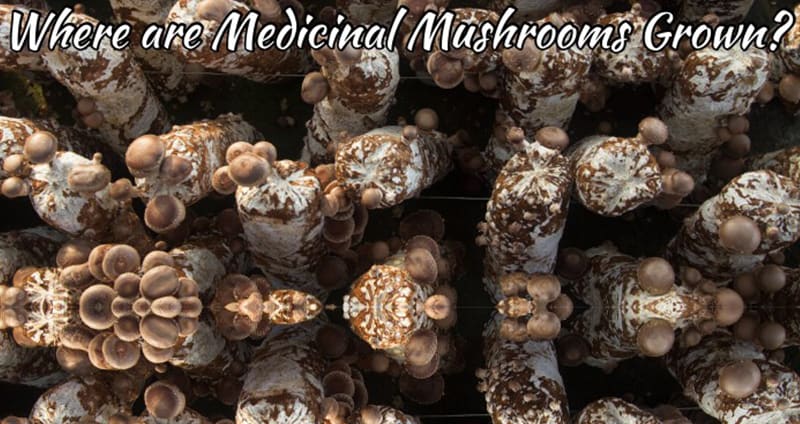 Medicinal Mushrooms