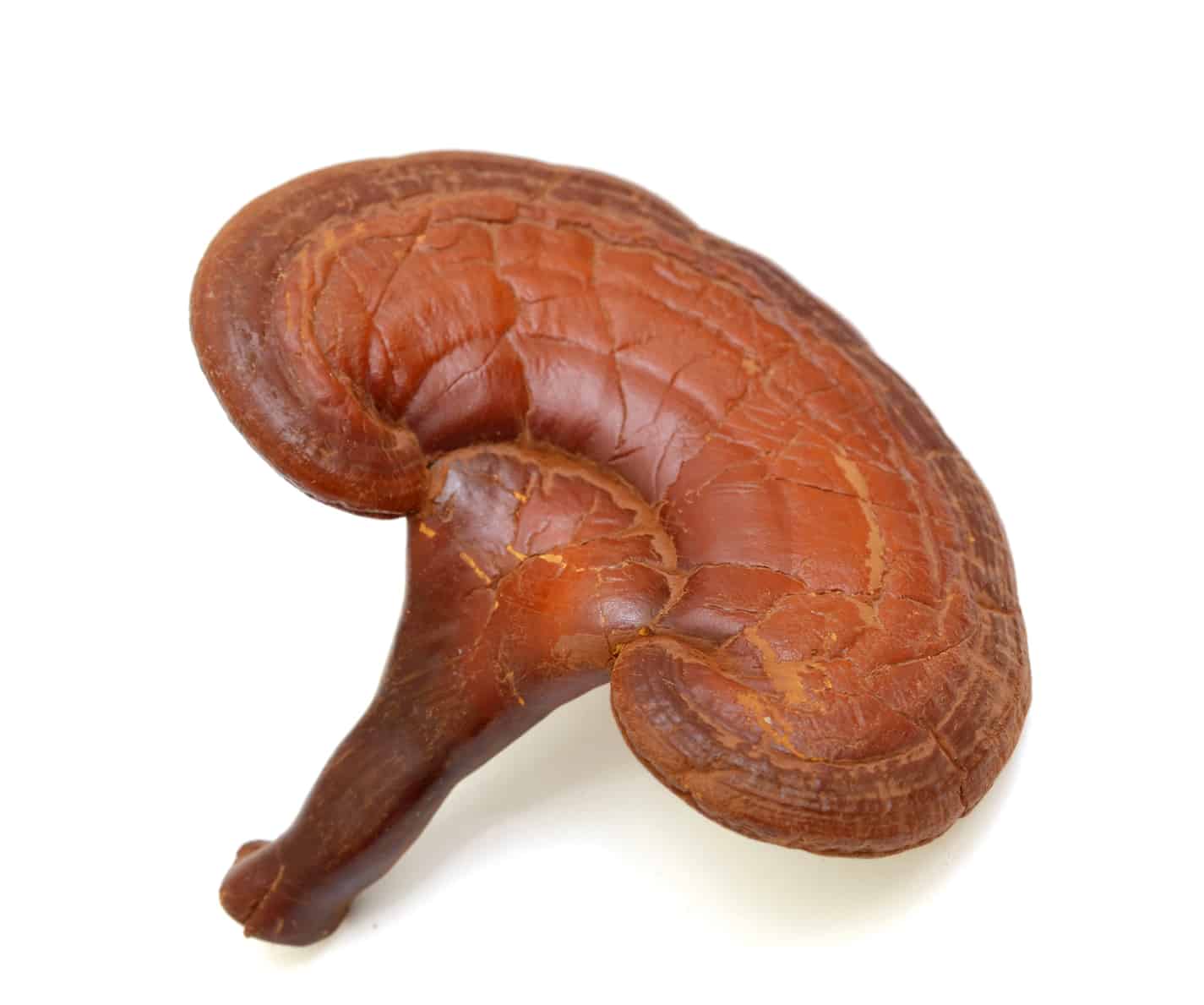 reishi mushroom fruiting body, mushrooms are good for you, are mushroom good for you, mushroom healthy, which vitamin are mushrooms high in, benefits of button mushroom