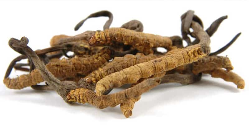 Cordyceps Caterpillar fungus