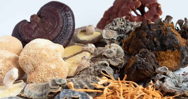 Medicinal Mushrooms for Health - Cordyceps, Lions mane, Reishi, Shiitake, Maitake, Chaga, Turkey tail
