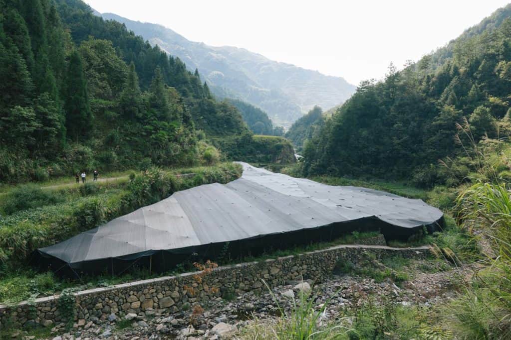 Organic reishi farm in China