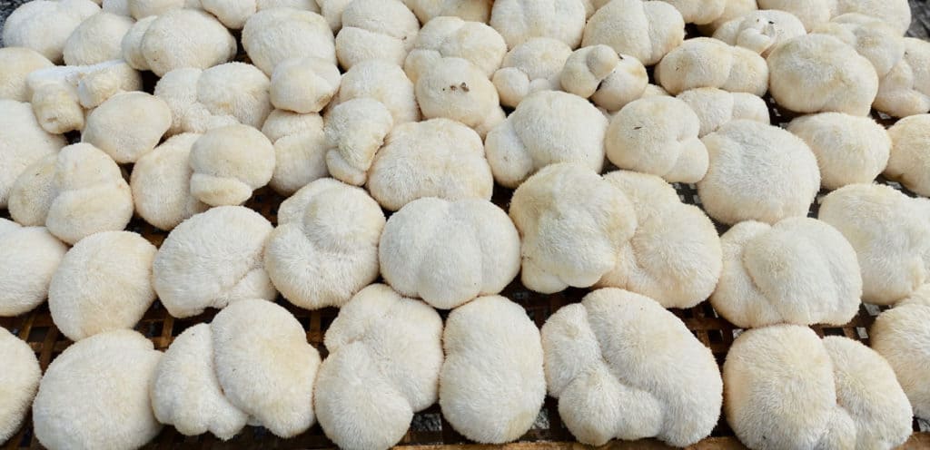 Lion's Mane Medicinal Mushrooms