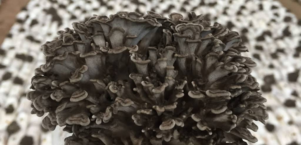 Maitake Mushroom Supplements
