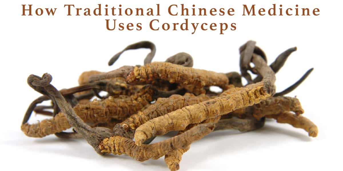 Cordyceps in chinese