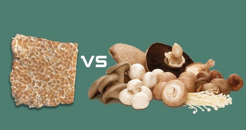 Mycelium vs Fruiting Body