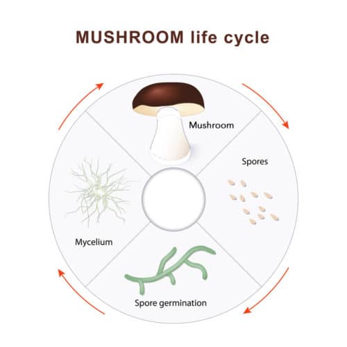 From spores to fruiting body - mushroom life cycle