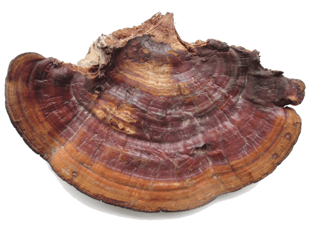 Reishi fruiting body