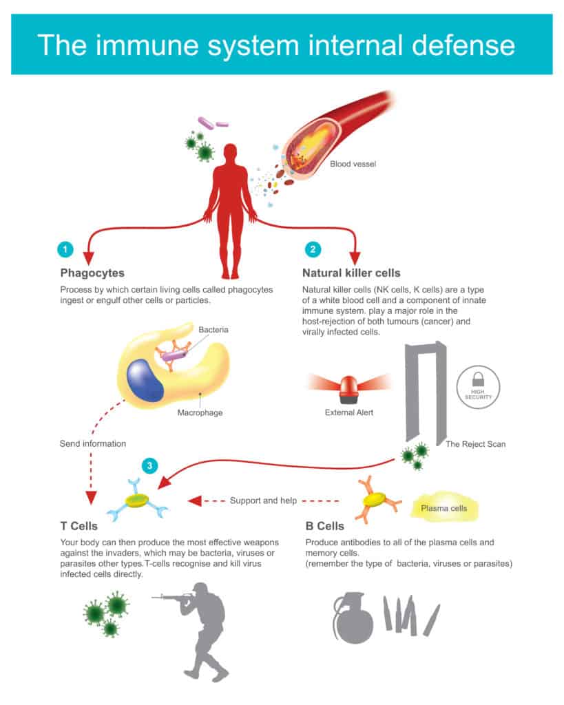 Mushrooms stimulate immune system cells