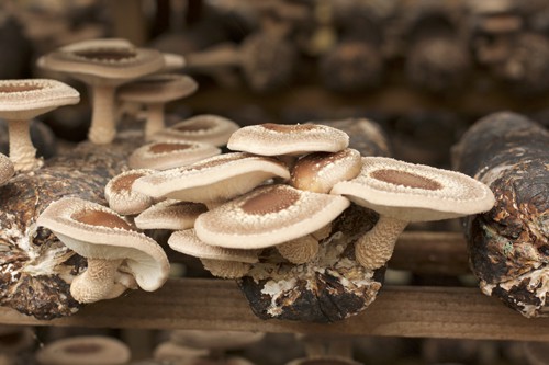 Shiitake for Vitamin D