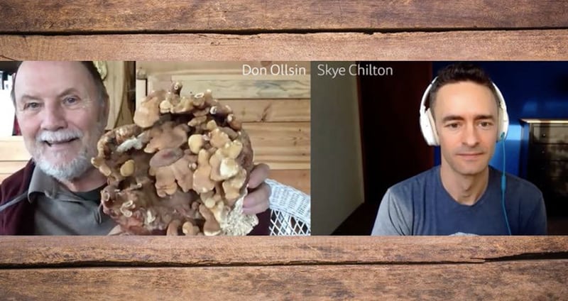 Mushroom-Expert-Don-Ollsin