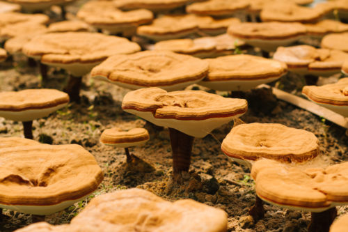 Treat Candida with Medicinal Mushrooms