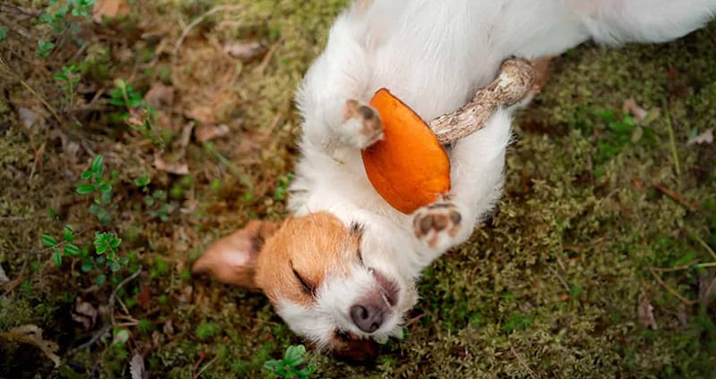 Mushrooms and dogs