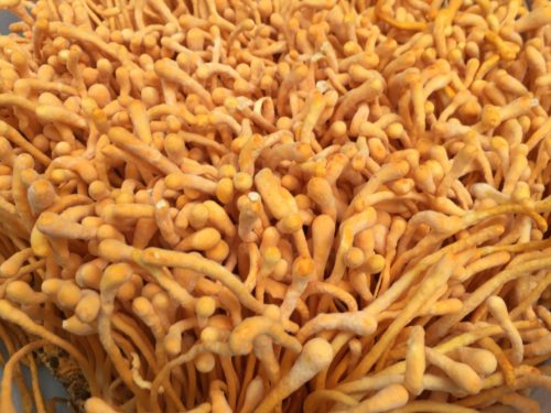 Cordyceps mushrooms supplements