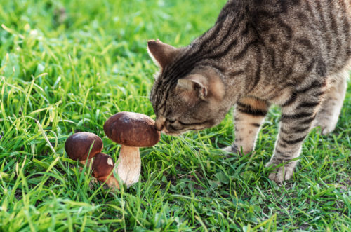 Medicinal Mushrooms for Cats