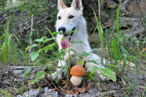 Medicinal Mushrooms for Dogs