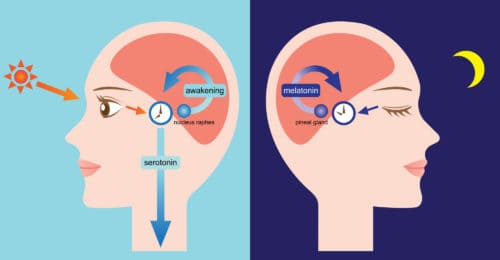 Sleep Cycle Hormones