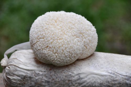 Lion's Mane Mushrooms supplements