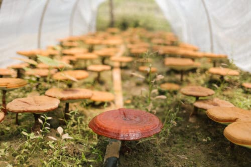 Organic Reishi Farm