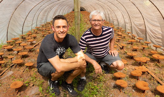 Jeff and Skye Chilton on organic reishi mushroom farm