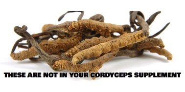 cordyceps supplement guide