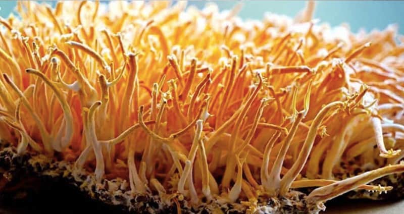 Cordyceps-lung-health