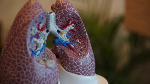 Cordyceps for respiratory cordyceps and lungs