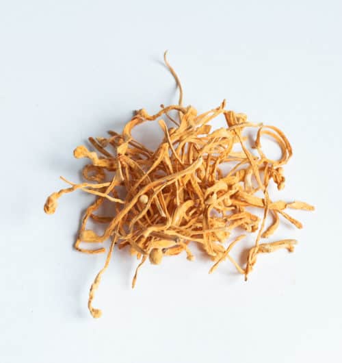 Dried Cordyceps mushrooms cordyceps militaris