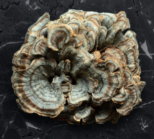 Real Mushrooms Turkey Tail