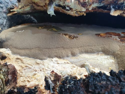 chaga fruiting body Terhi Joki, KÄÄPÄ Biotech, Finland