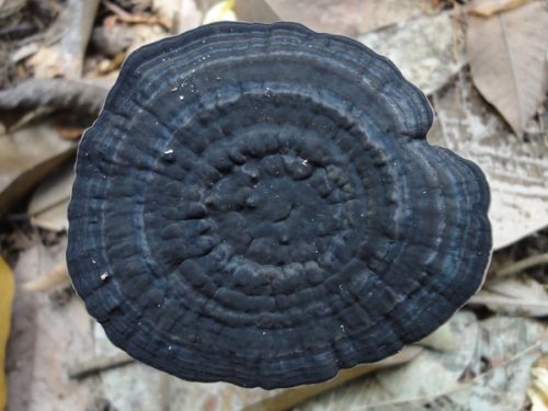 Black Reishi Amauroderma rugosum