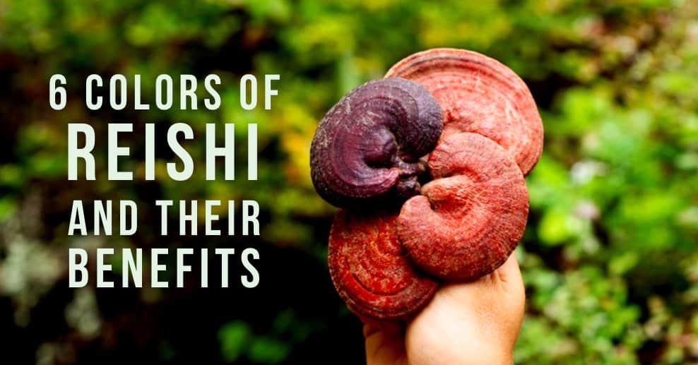 reishi-mushroom-look-alikes-identification-guide-56-off