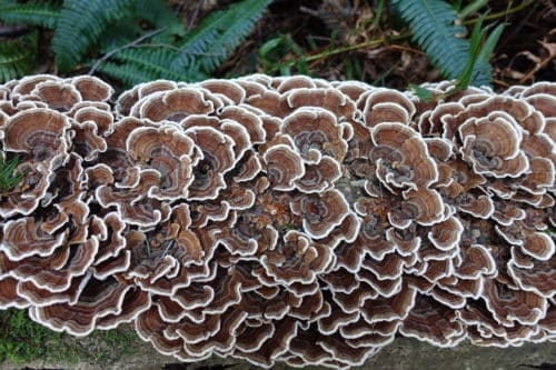 Turkey Tail