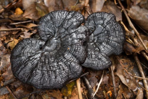 Ganoderma sinense