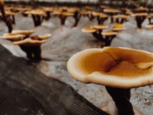 reishi farm in china