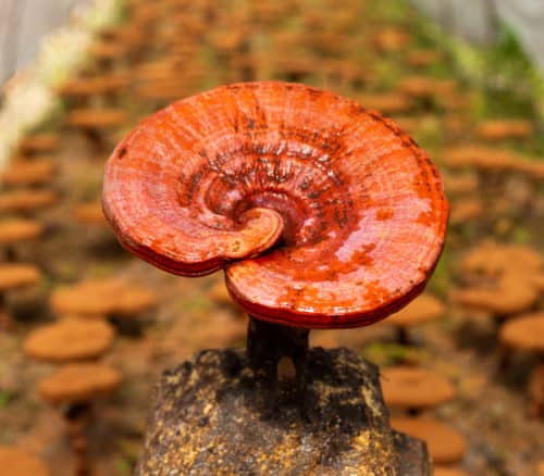 Organic reishi mushroom