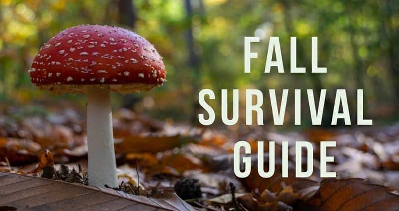 Fall survival guide