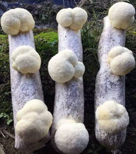 lion's mane on wood