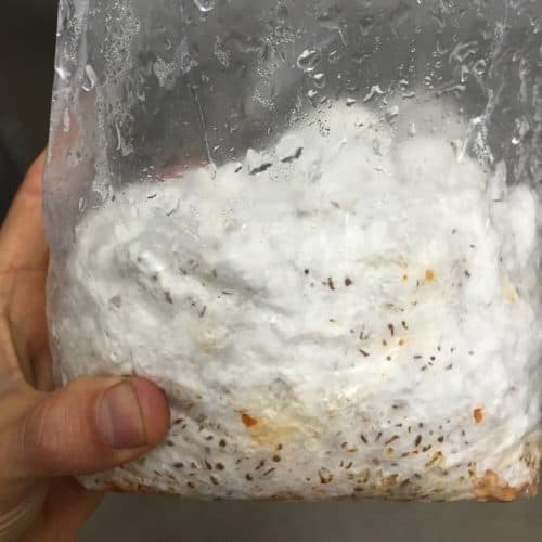 lion's mane mushroom benefits