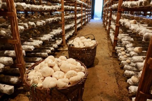 lion's mane mushroom benefits lion's mane mushroom benefits