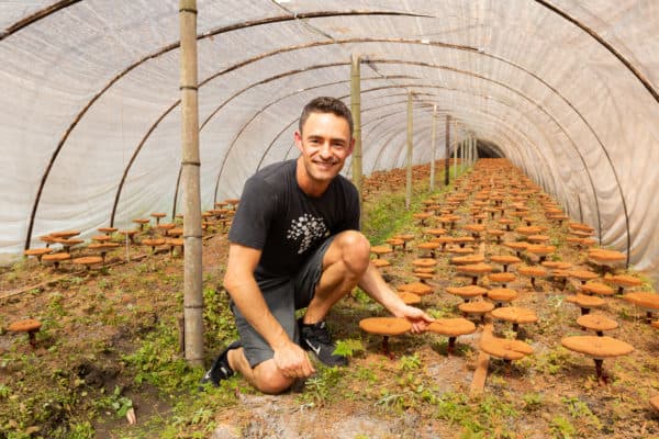 Skye Chilton omushrooms are good for you, are mushroom good for you, mushroom healthy, which vitamin are mushrooms high in, benefits of button mushroomn an organic reishi farm in China