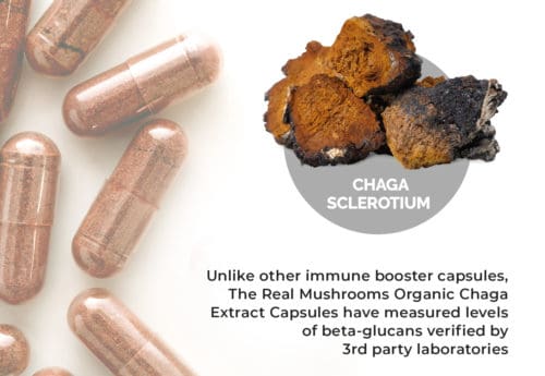 Chaga mushroom benefits