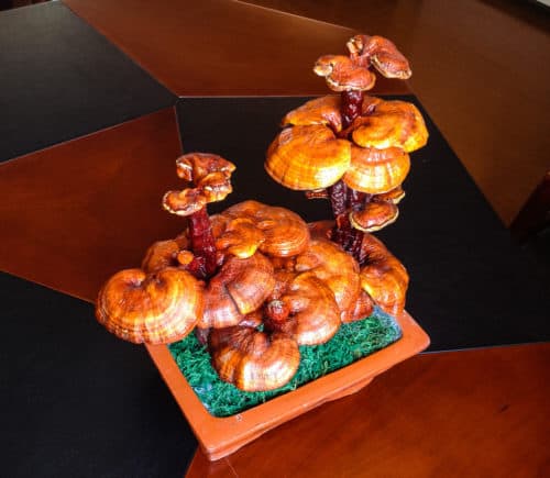 Reishi mushroom centerpiece